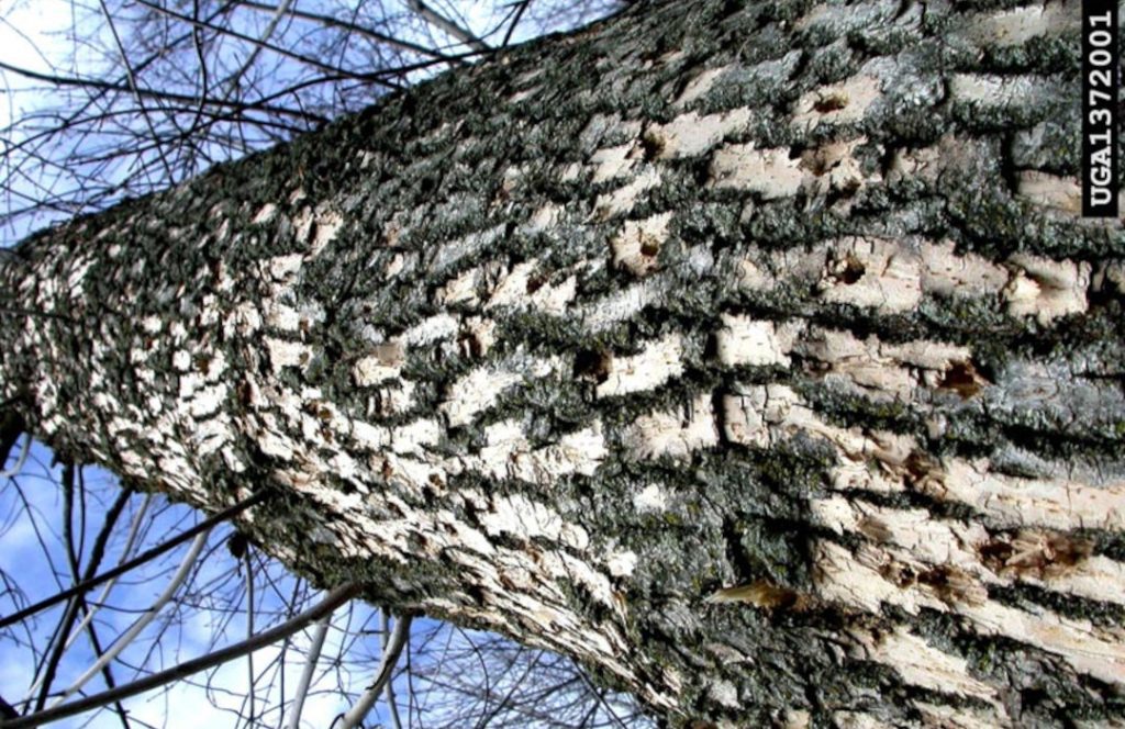 Emerald Ash Borer - Agricultural Biology