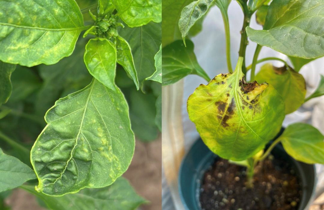 Vein discoloration and deformation in a pepper plant from AMV