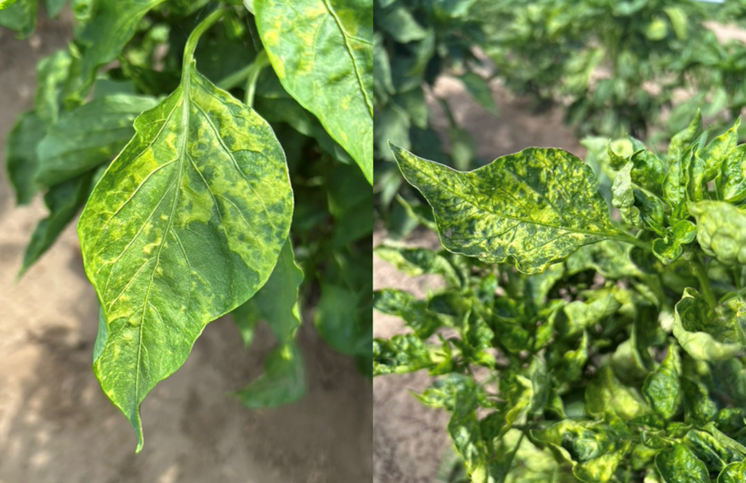 Mosaic chlorosis on leaves of a pepper plant due to AMV