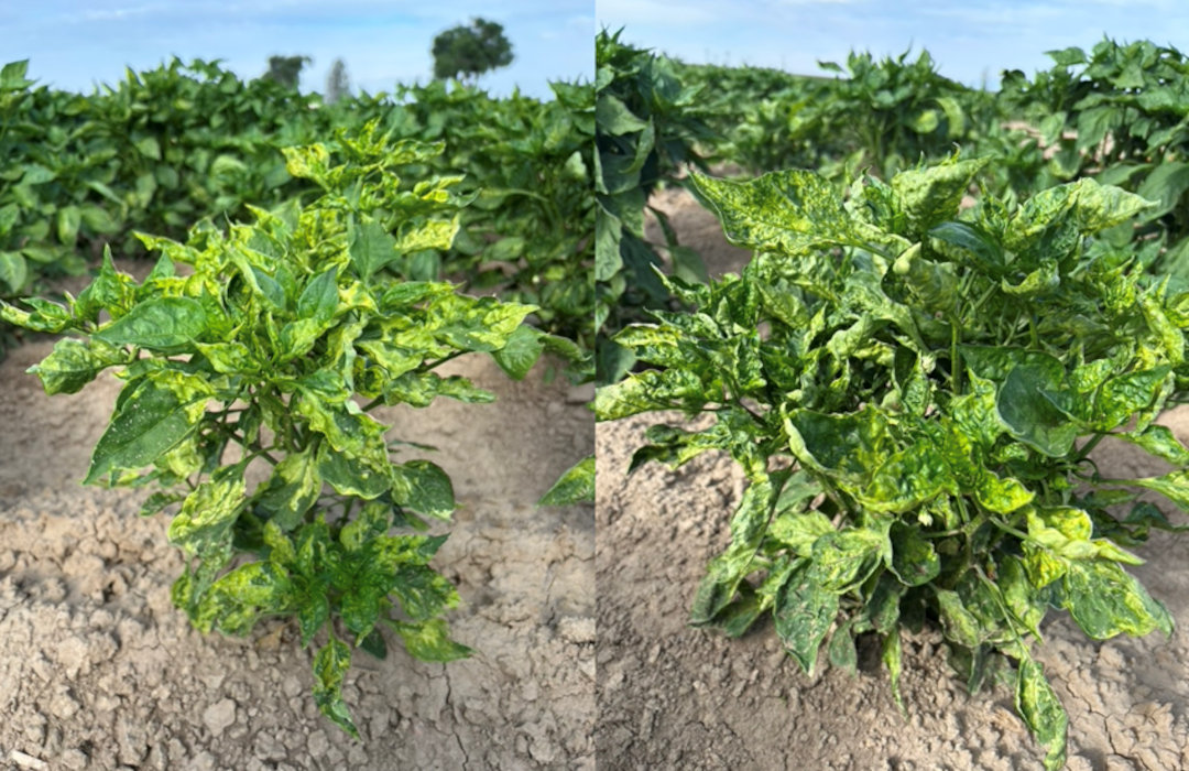 Pepper plants in field with severe chlorosis from AMV