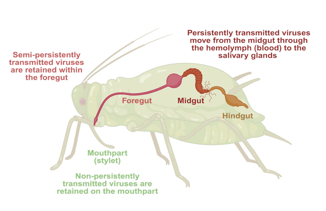 Aphid body with explanation of pathway for non-persistent virus transmission