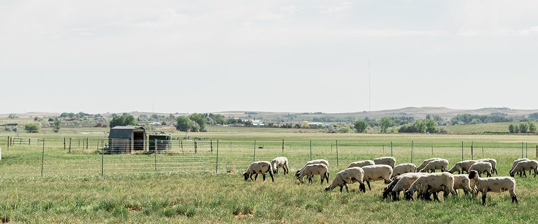 M.S. in Animal Science