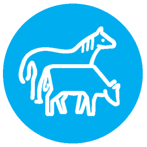 Department of Animal Sciences - Animal Sciences