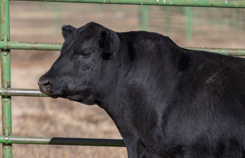 Annual CSU Bull and Female Sale Feb 17, 2024
