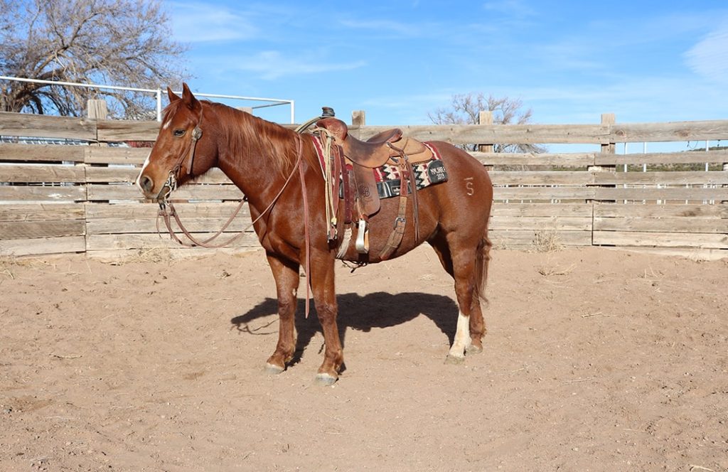 Legends of Ranching Performance Horse Sale - Animal Sciences