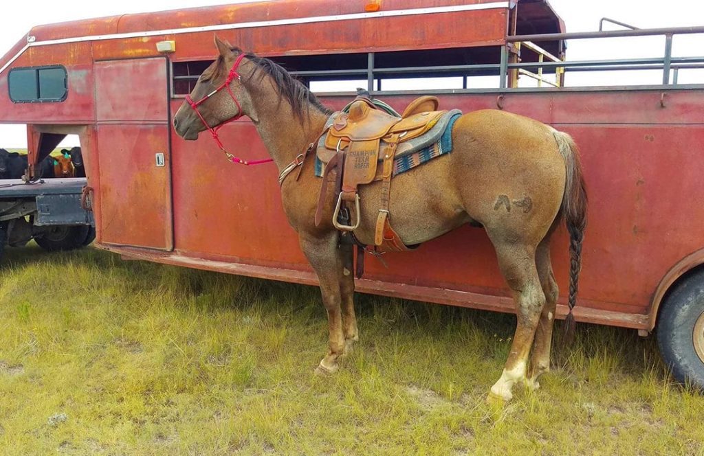 Legends of Ranching Performance Horse Sale - Animal Sciences