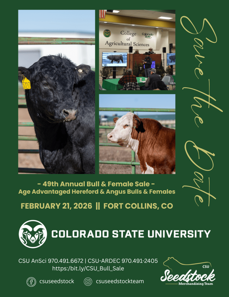 Bull Sale Save the Date A flyer that features three images, one of a black angus, another of attendees bidding on cattle, and another of a Hereford cow. The flyer reads "Save the Date. 49th Annual Bull & Female Sale. Age Advantage Hereford & Angus Bull & Females. FEBURARY 21, 2026 | Fort Collins, CO. Colorado State University. CSU AnSci 970.491.672 | CSU-ARDEC 970.491.2405. https:/bit.ly/CSU_Bull_Sale"