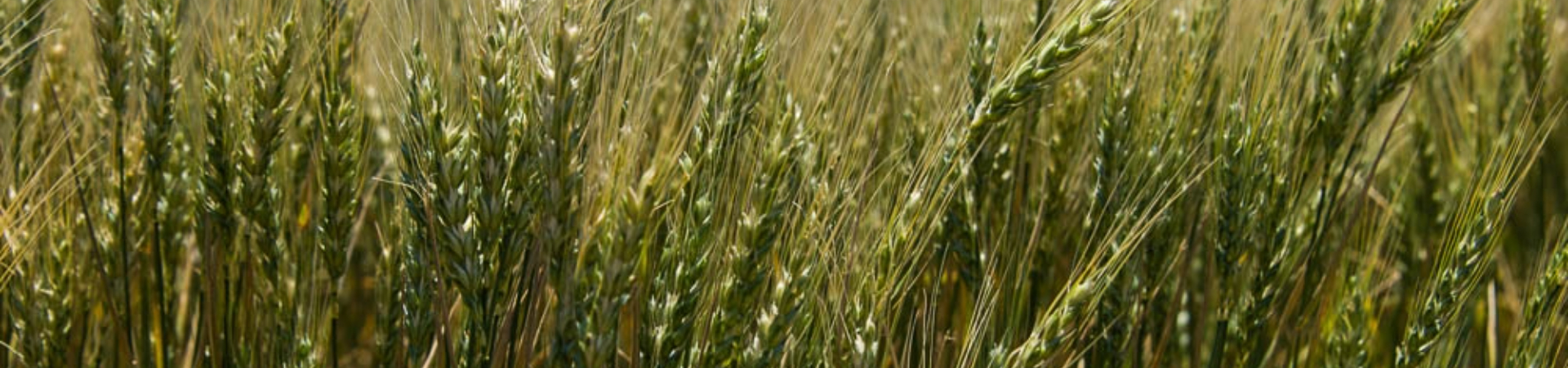 wheat