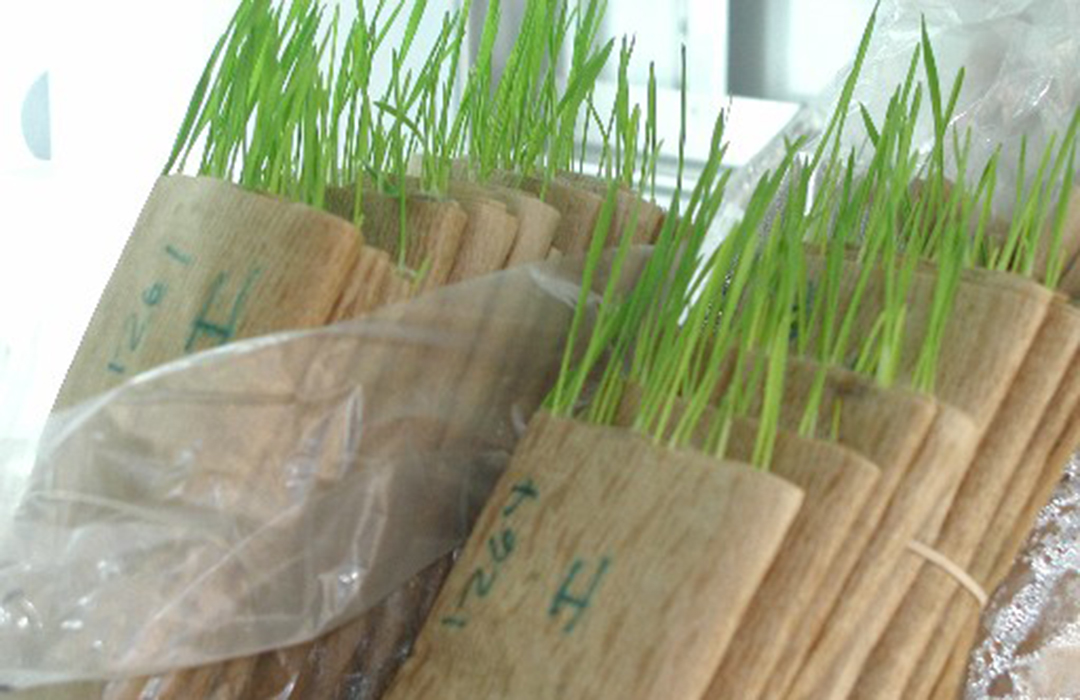 seedlings in paper towels