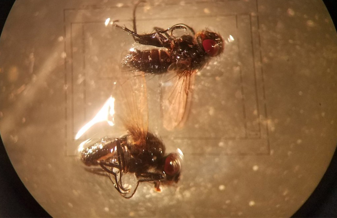 Insects under a microscope