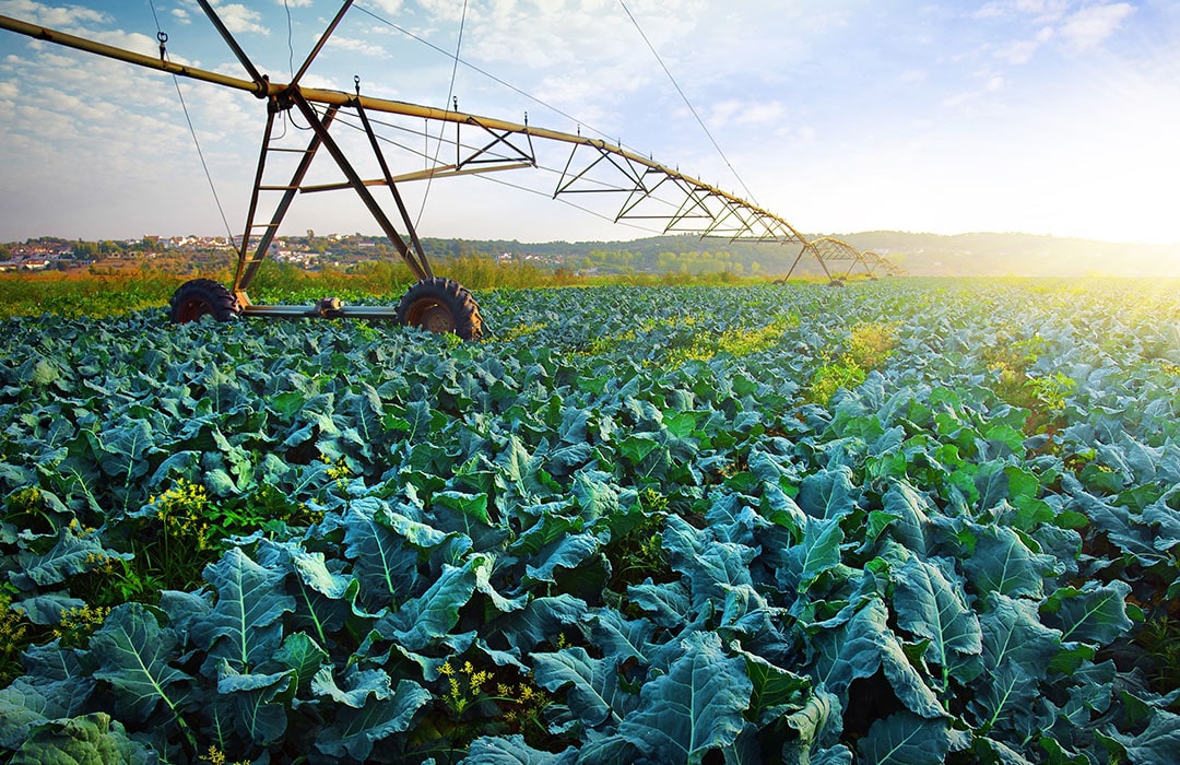 Pivot sprinkler in crop field