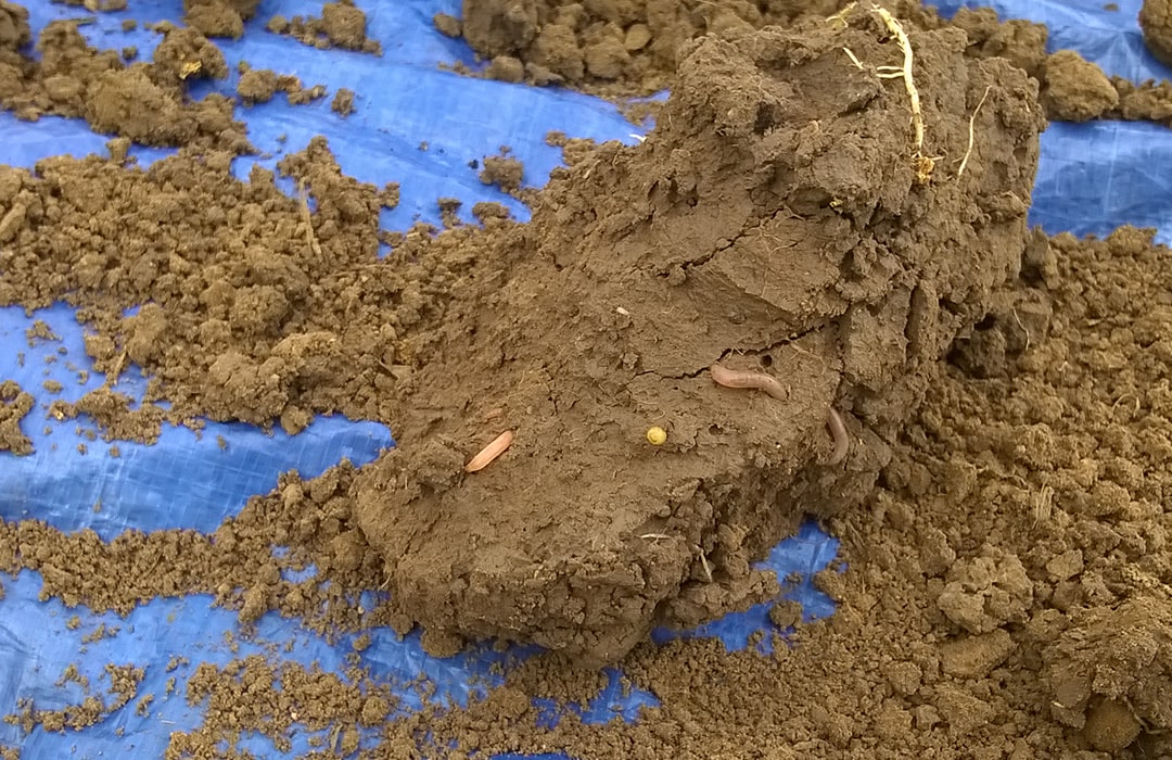 wheat grass growing in field