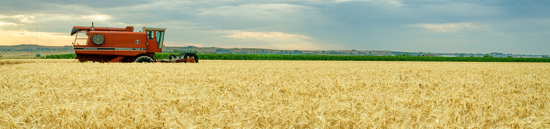 combine in wheat field