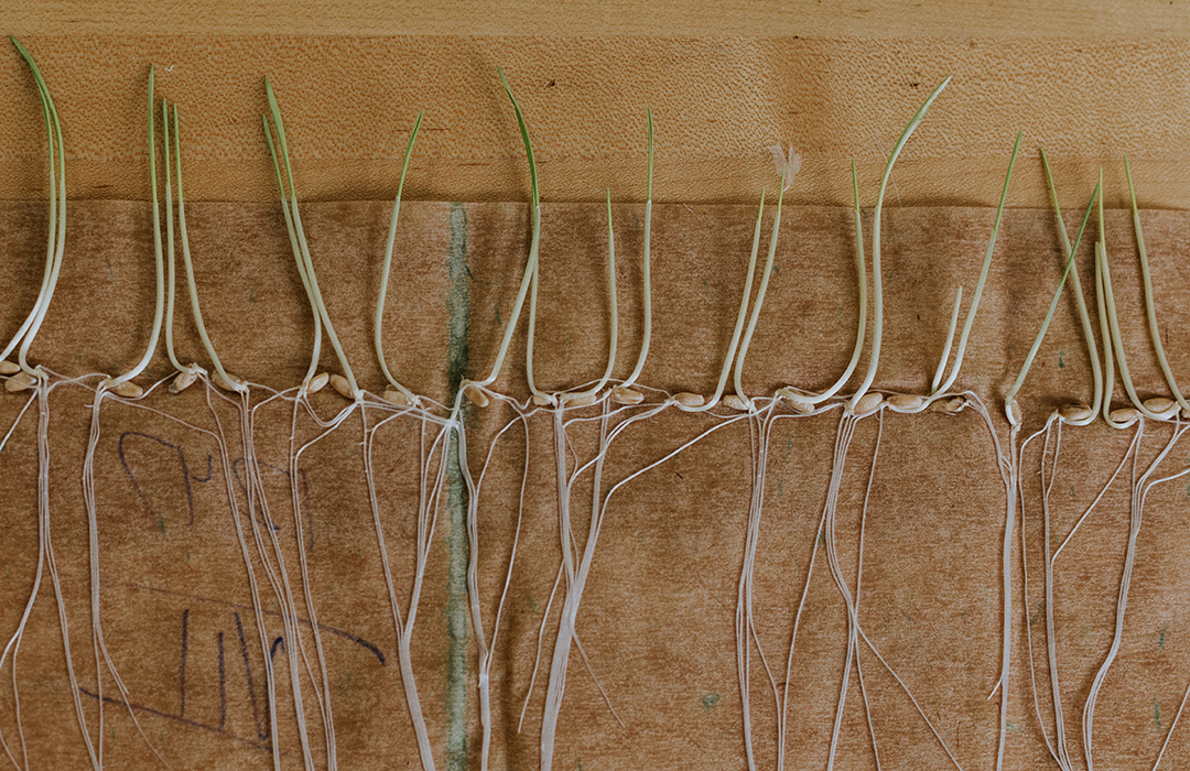 seeds germinating on wet paper