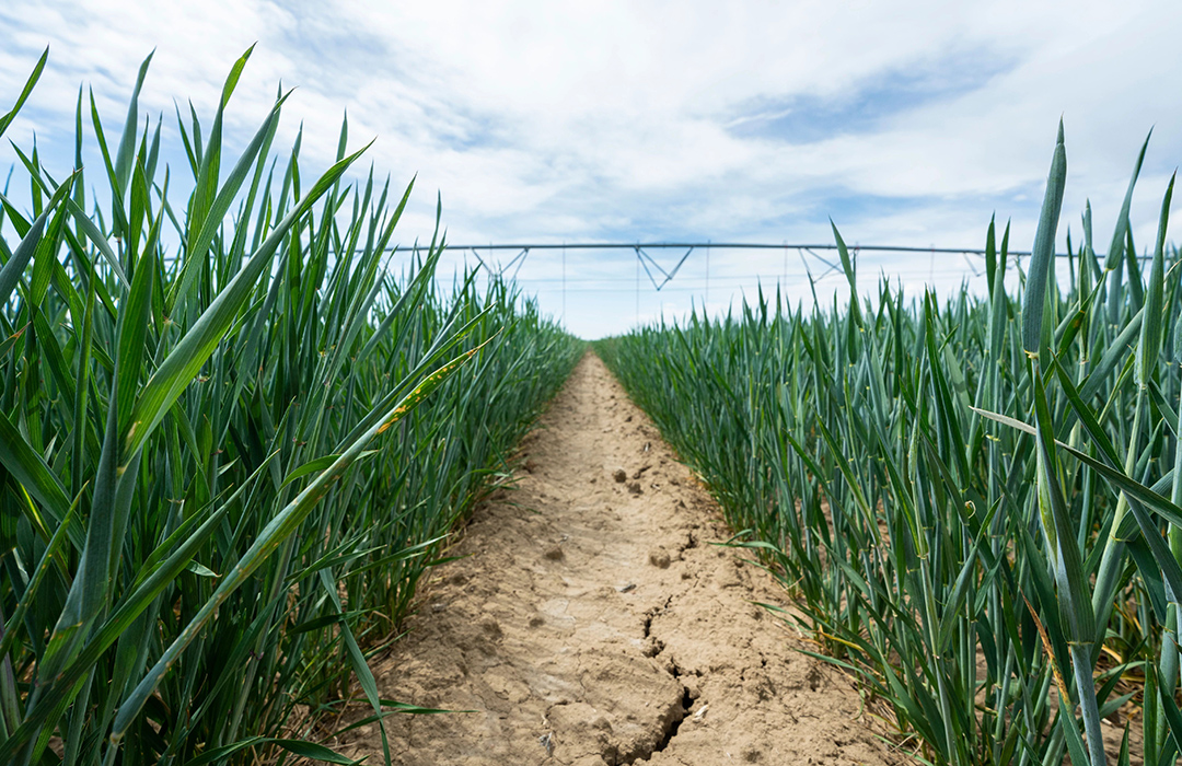 wheat grass growing in field