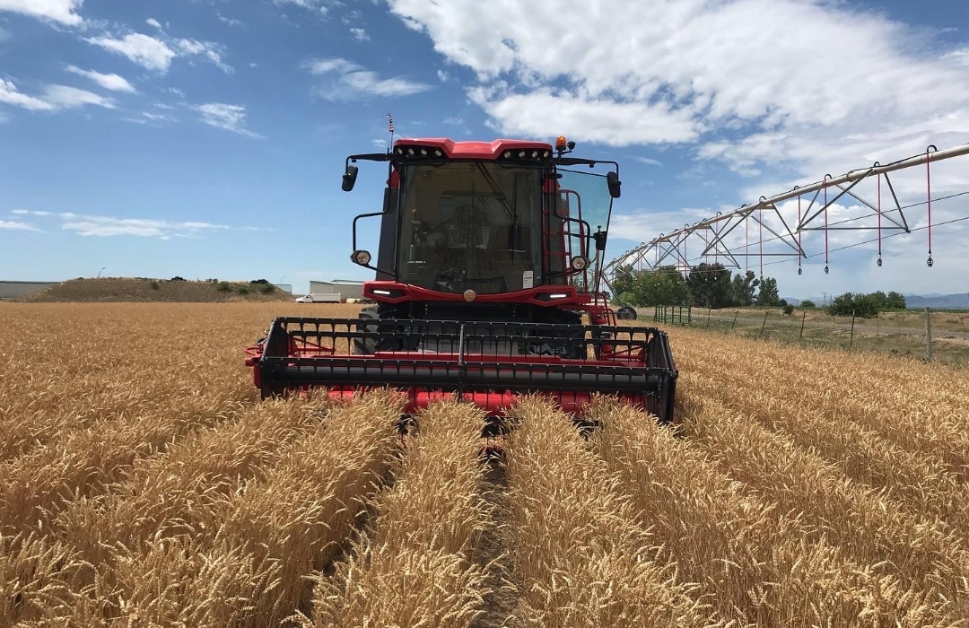 Tractor on a wheat field