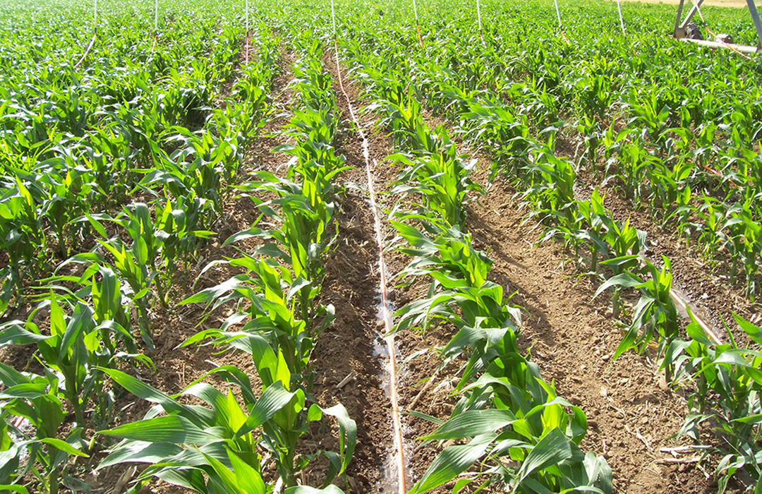 corn crops in a field