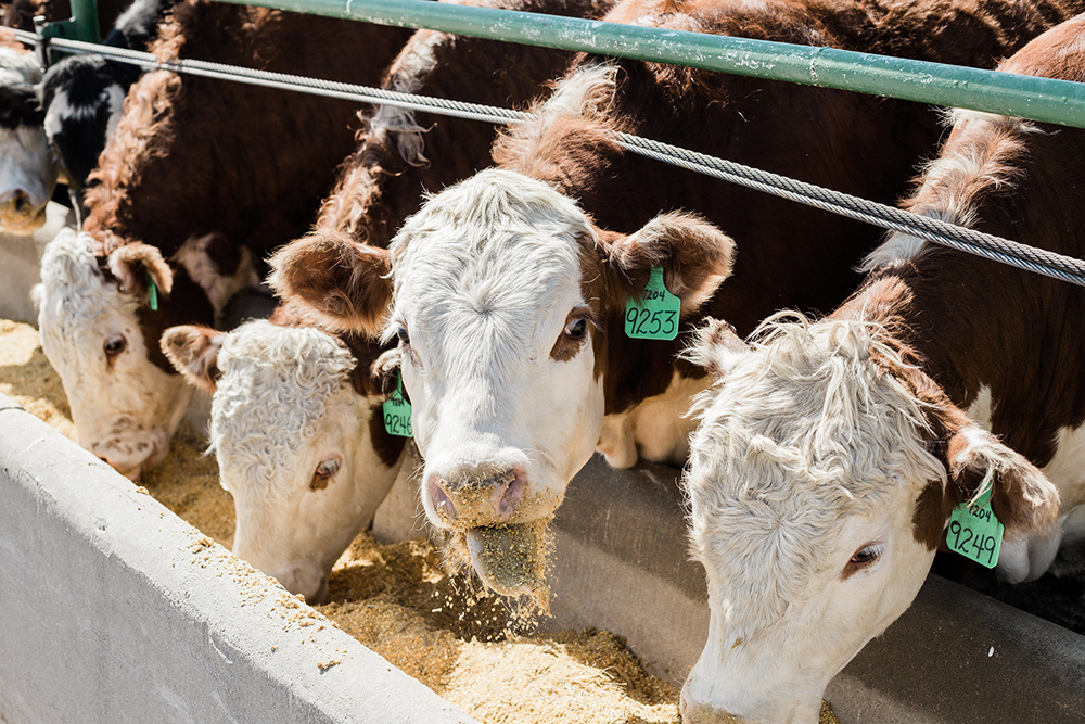 cows eating grain