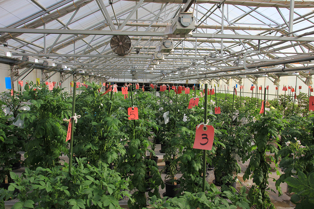 plants in a greenhouse