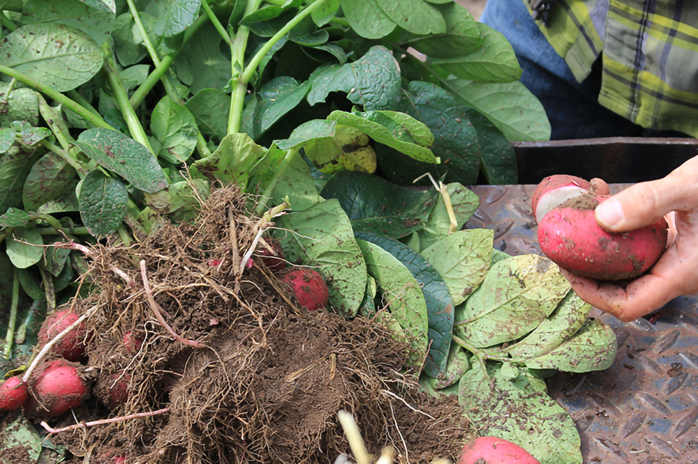 potato plants