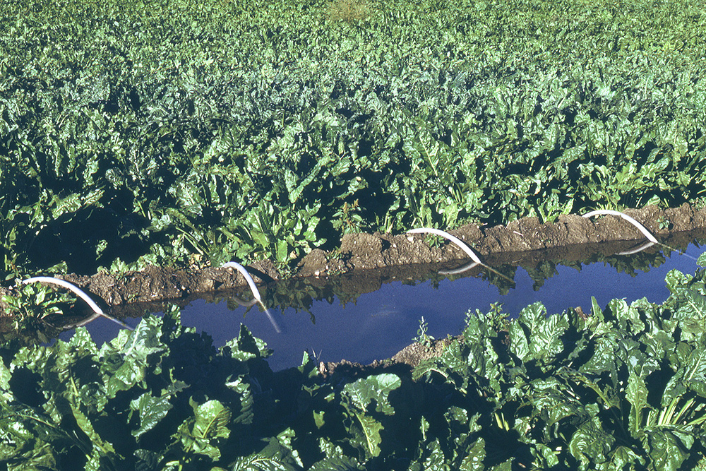 irrigation ditch in farm field