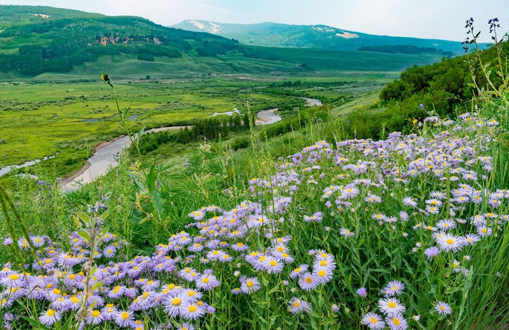 A view overlooking Crested Butte with many wild flowers.