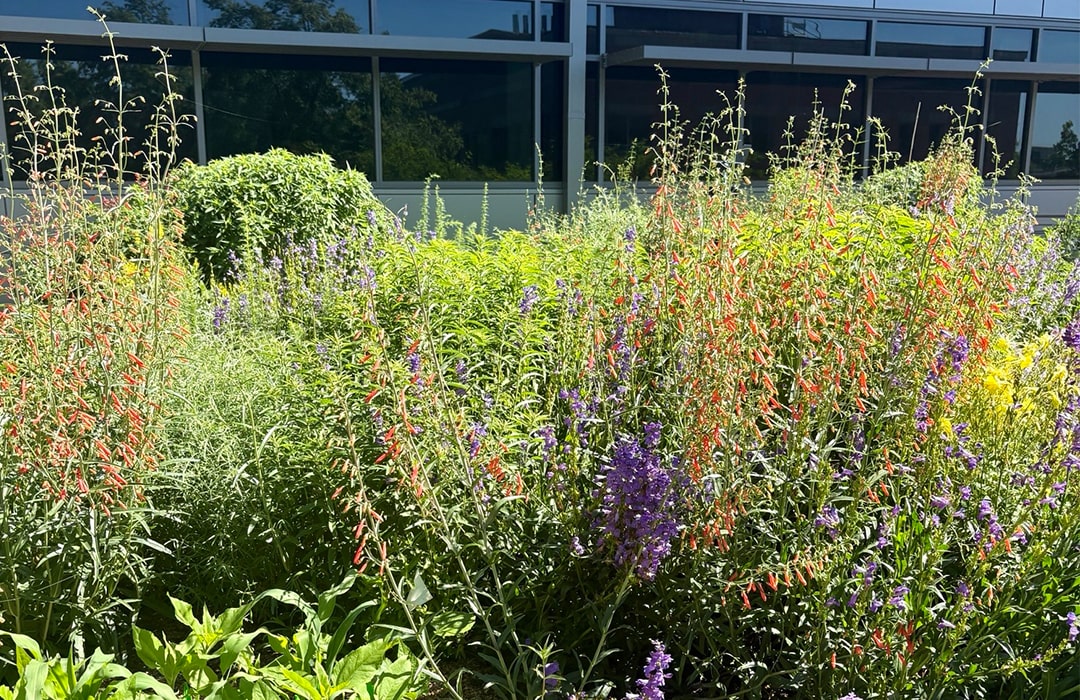 Rooftop agricultural garden