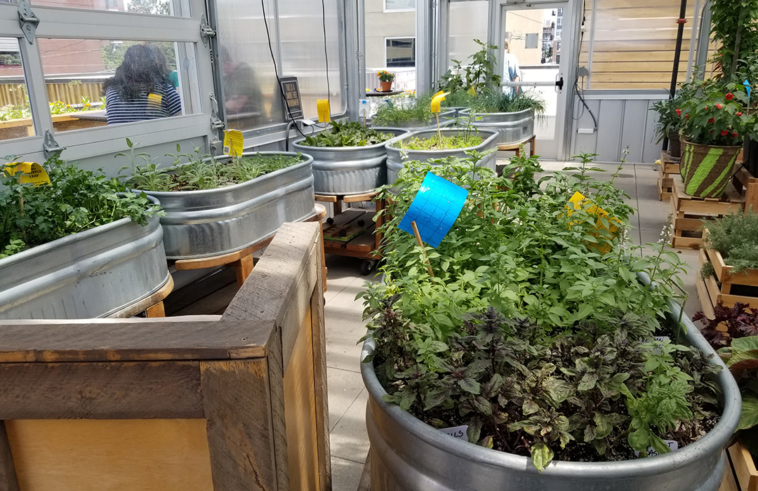 Trays of herbs growing in a green house
