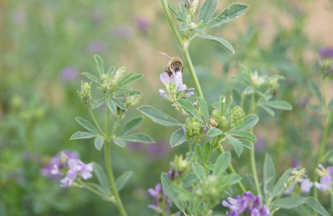 A bee rests on a clover