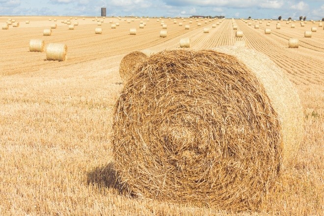 Large rounded hay-bales for sample collection