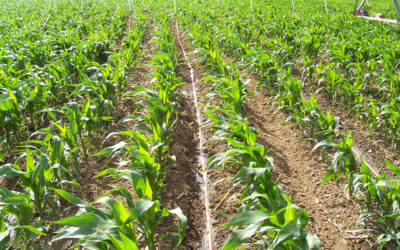 corn crops in a field
