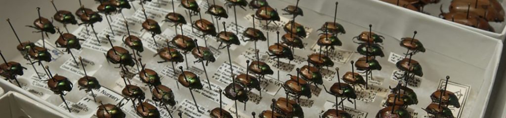 trays with beetle specimen