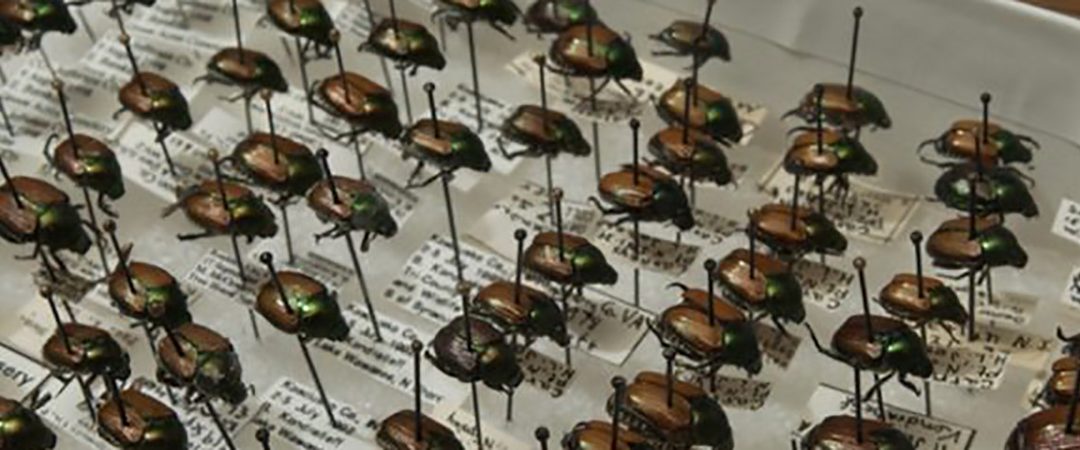 trays with beetle specimen