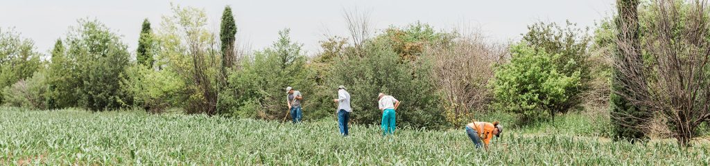 People in corn field.