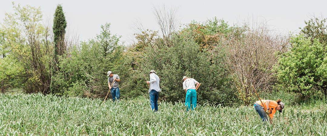 People in corn field.