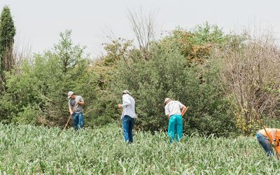 Organic Agriculture Interdisciplinary – Minor