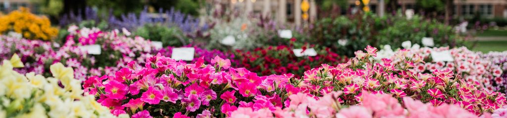 Flowers at the Trial Garden