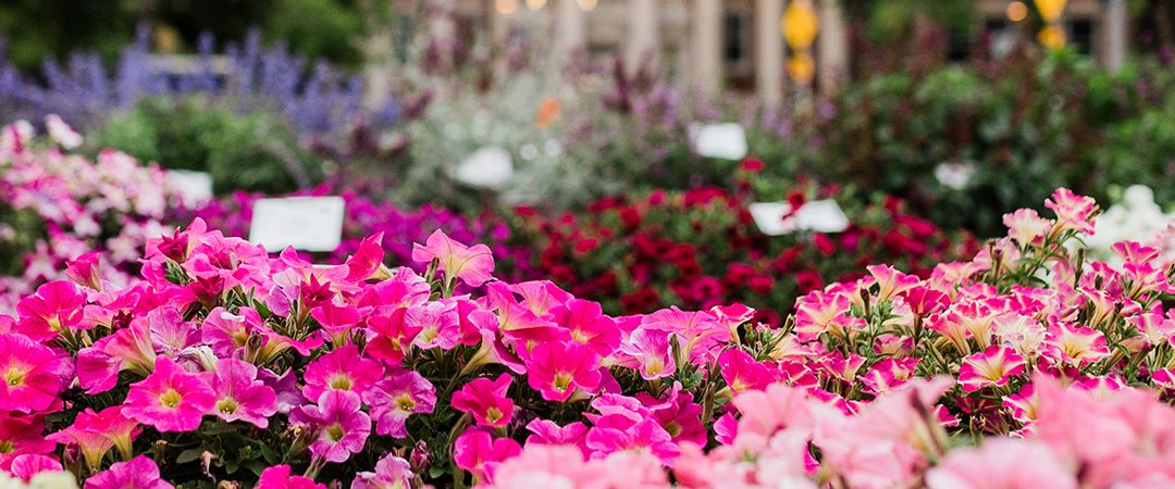 Flowers at the Trial Garden