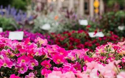 Horticulture Major On-Campus and Online