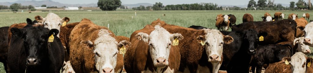 Cows in a field