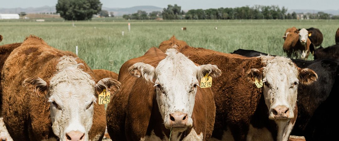 Cows in a field