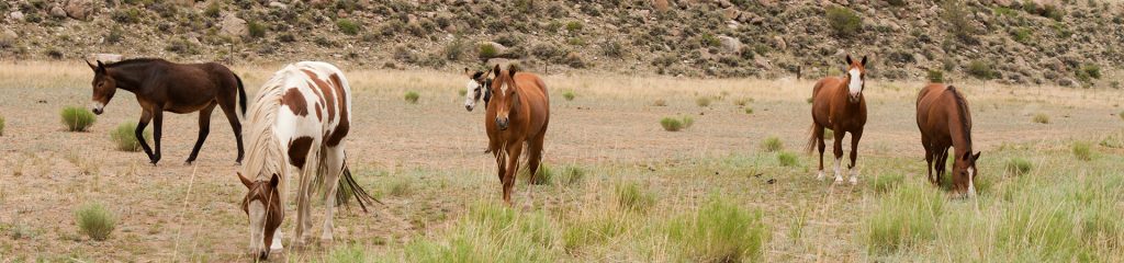 Six horses against foothills