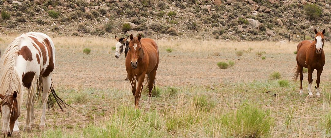 Six horses against foothills