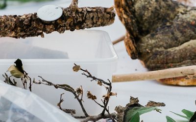 Ph.D. in Bioagricultural Sciences – Plant Pathology Specialization