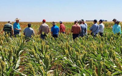 Agricultural Biology Major – Plant Pathology Concentration
