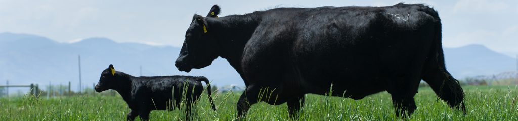 Two black angus cows in a field.