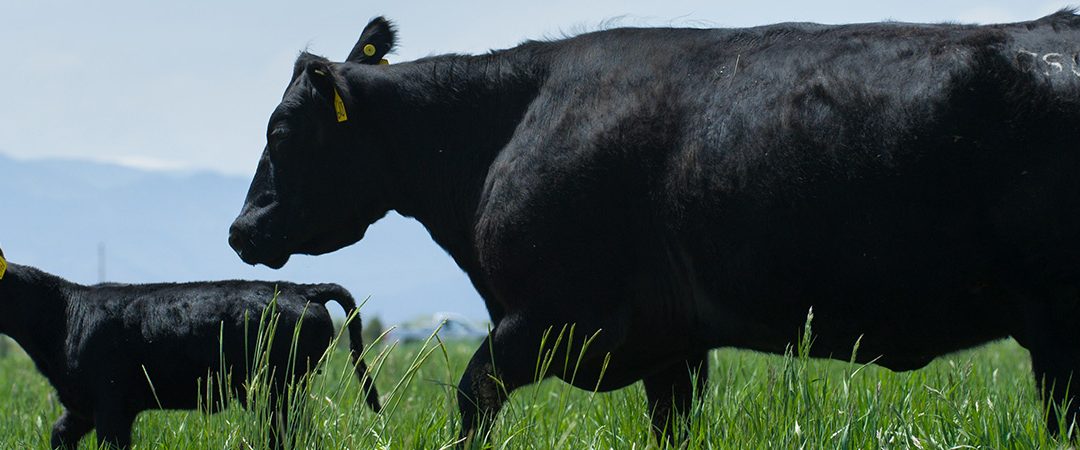 Two black angus cows in a field.