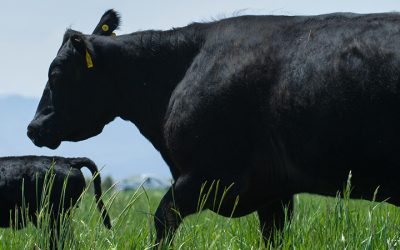 Ph.D. in Animal Science