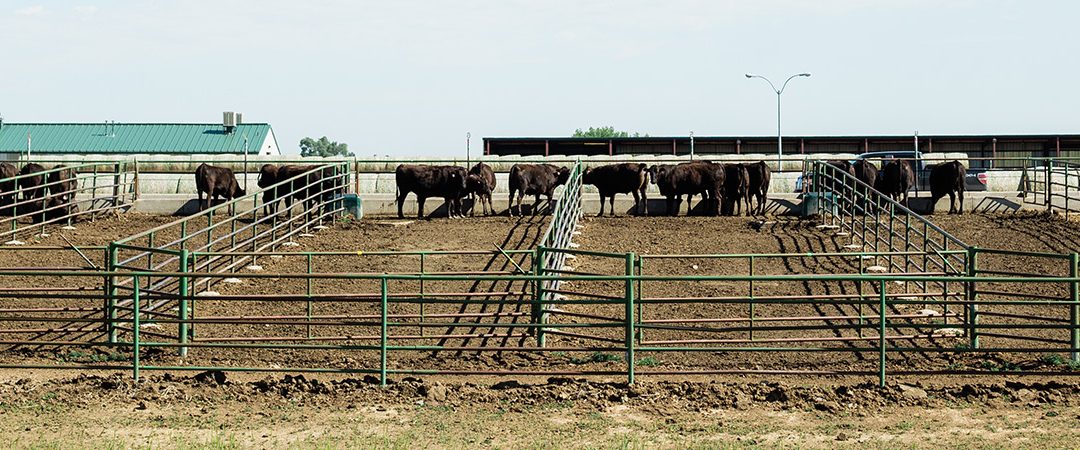 Cattle pens.
