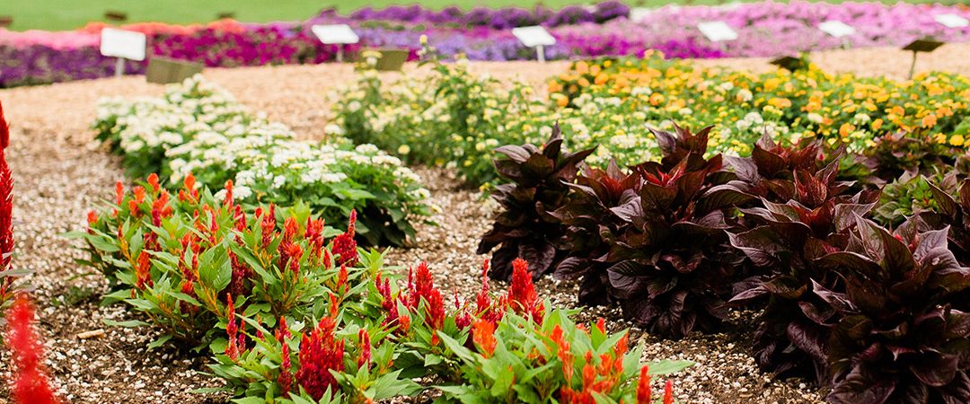 flower trials garden